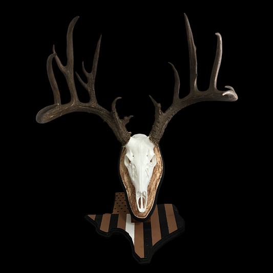 Whitetail skull mount on a wood-grain Texas-shaped Euro stand