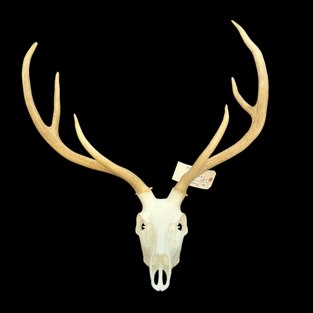 Axis Deer Shed Antler Mount Kit | Rack Lord