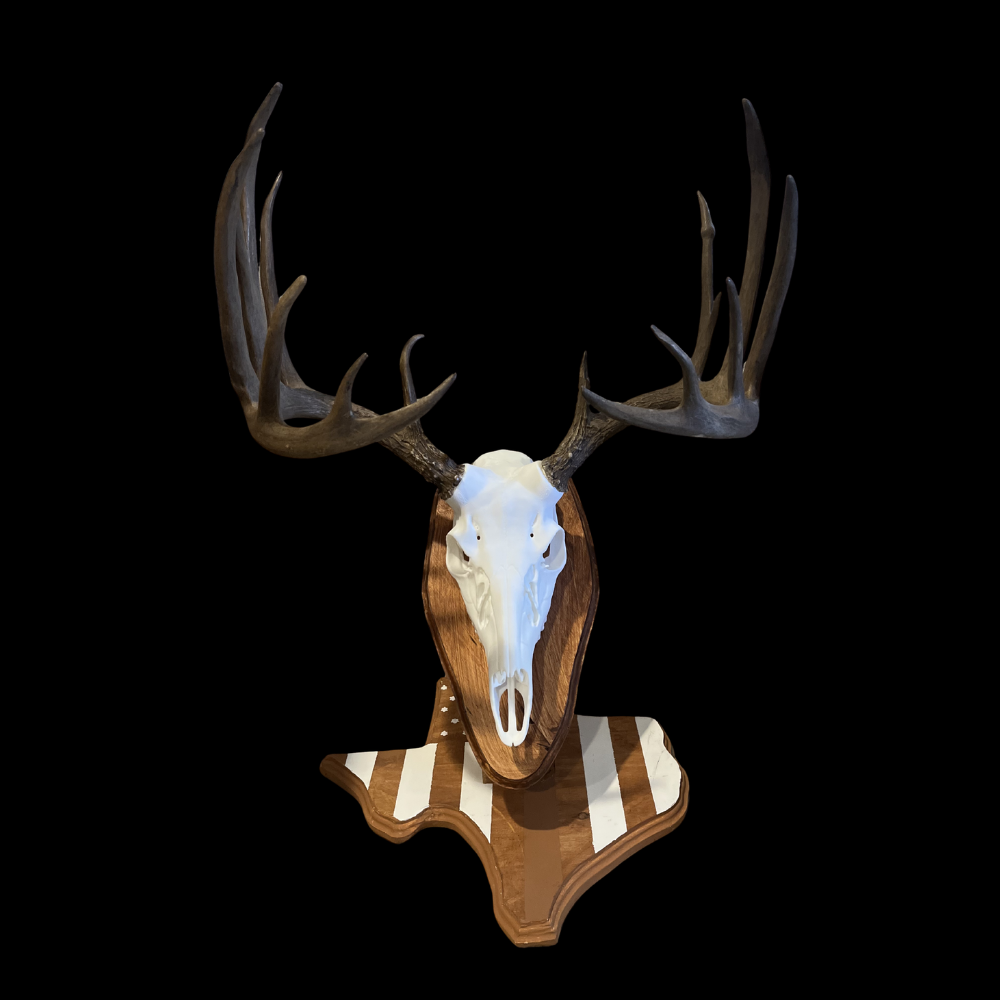 Whitetail skull mount on a wood and cream striped Texas-shaped Euro stand